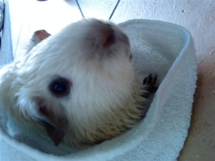 Marsvin Speed SAVNET :( billede 12