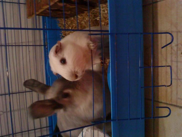 Marsvin Speed SAVNET :( billede 13