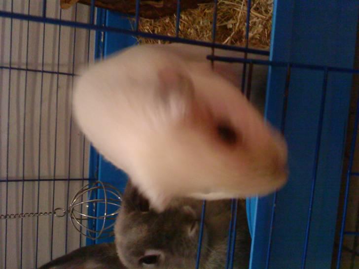 Marsvin Speed SAVNET :( billede 14