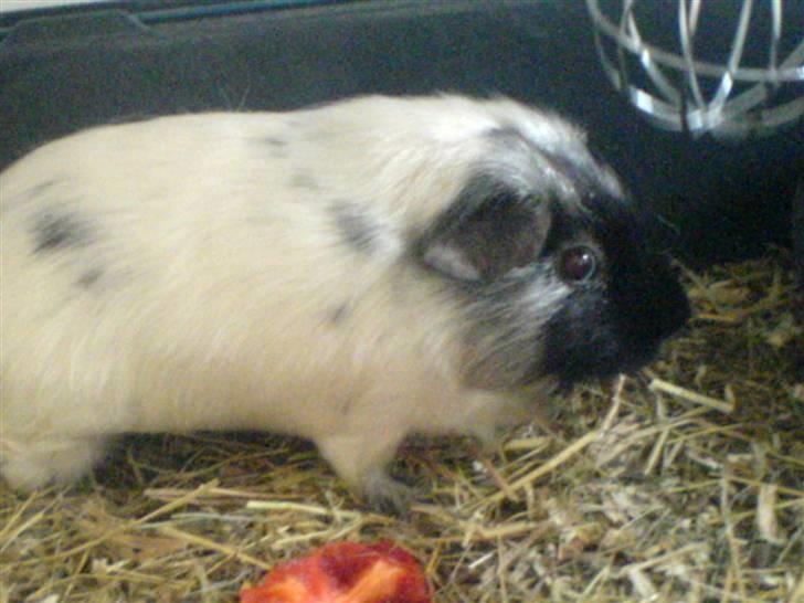 Marsvin Silke "DØD" billede 1