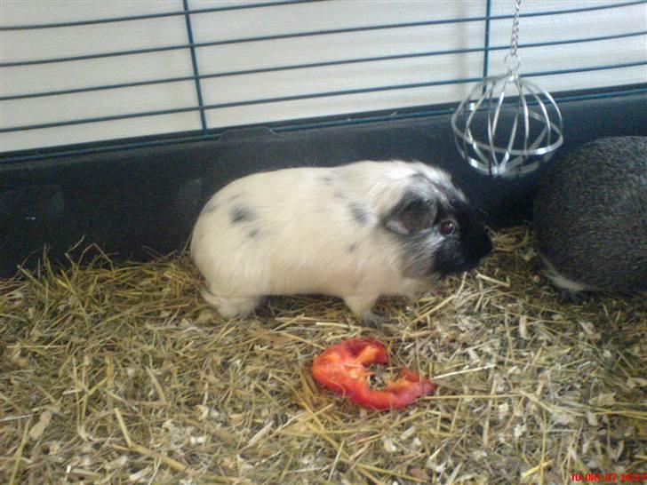 Marsvin Silke "DØD" billede 2