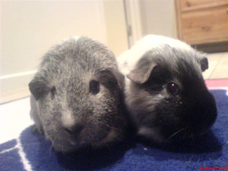 Marsvin Silke "DØD" billede 3