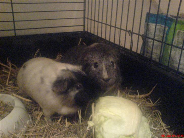 Marsvin Silke "DØD" billede 4