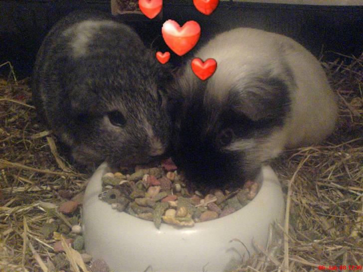 Marsvin Silke "DØD" billede 5