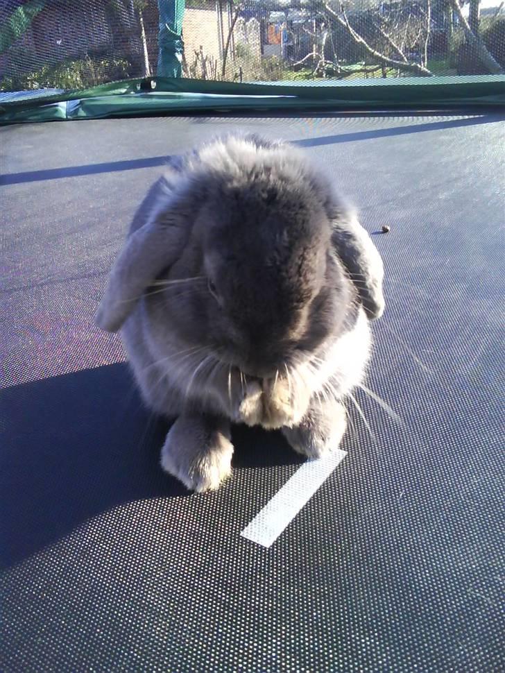 Kanin Lancia Kappa billede 1