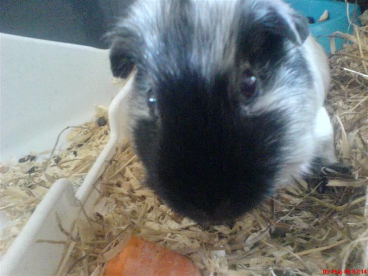 Marsvin Silke "DØD" billede 6