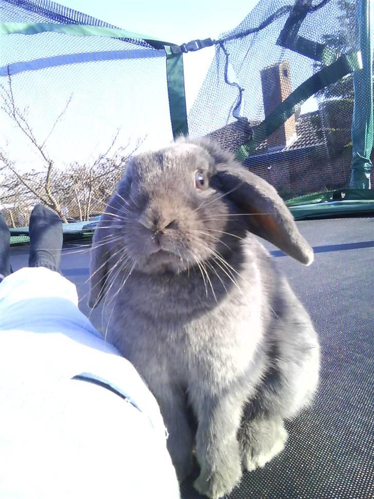 Kanin Lancia Kappa billede 2