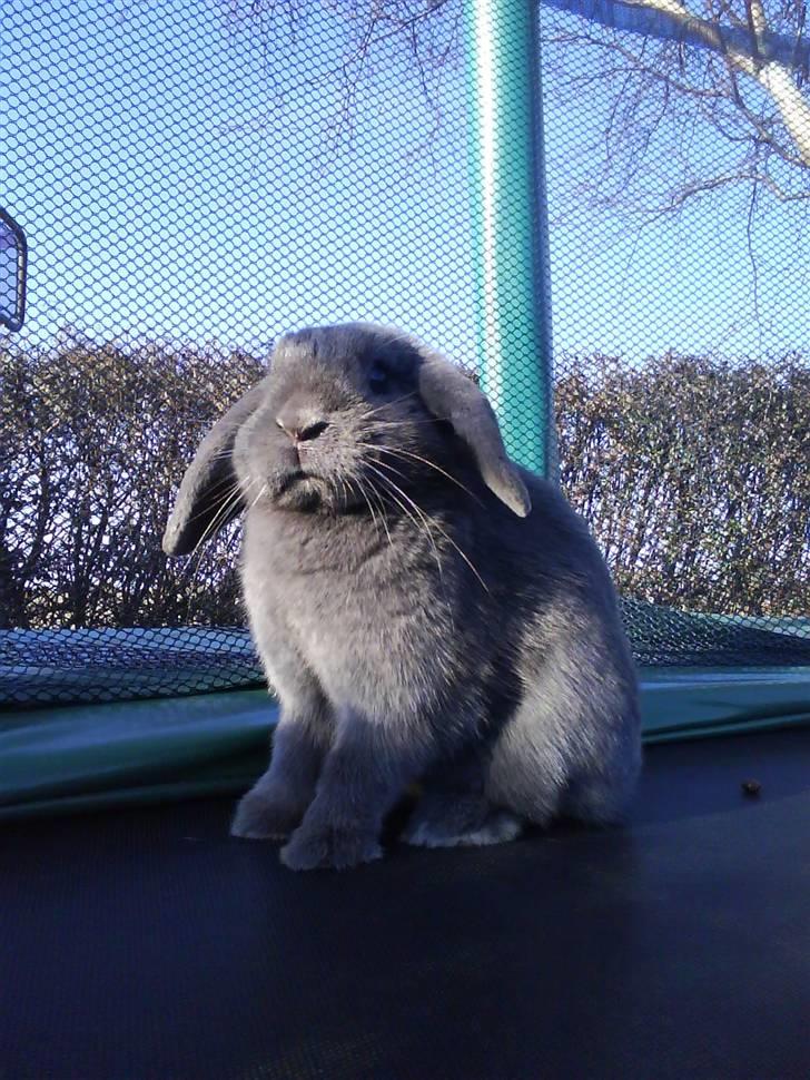 Kanin Lancia Kappa billede 3