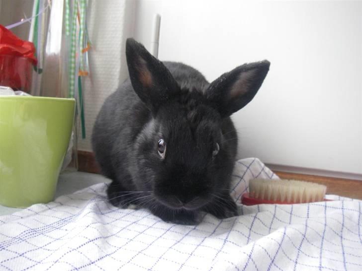 Kanin Tumle billede 1