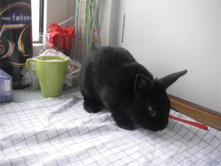 Kanin Tumle billede 2