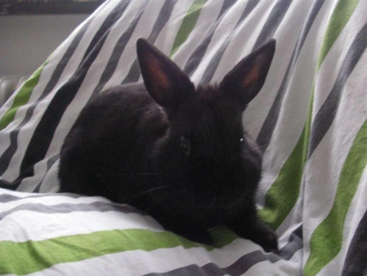 Kanin Tumle billede 3