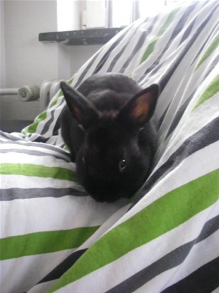 Kanin Tumle billede 4