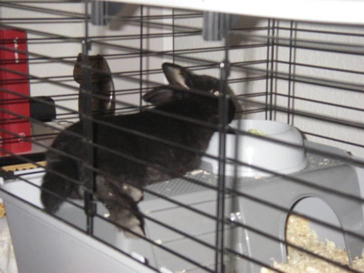 Kanin Tumle billede 5