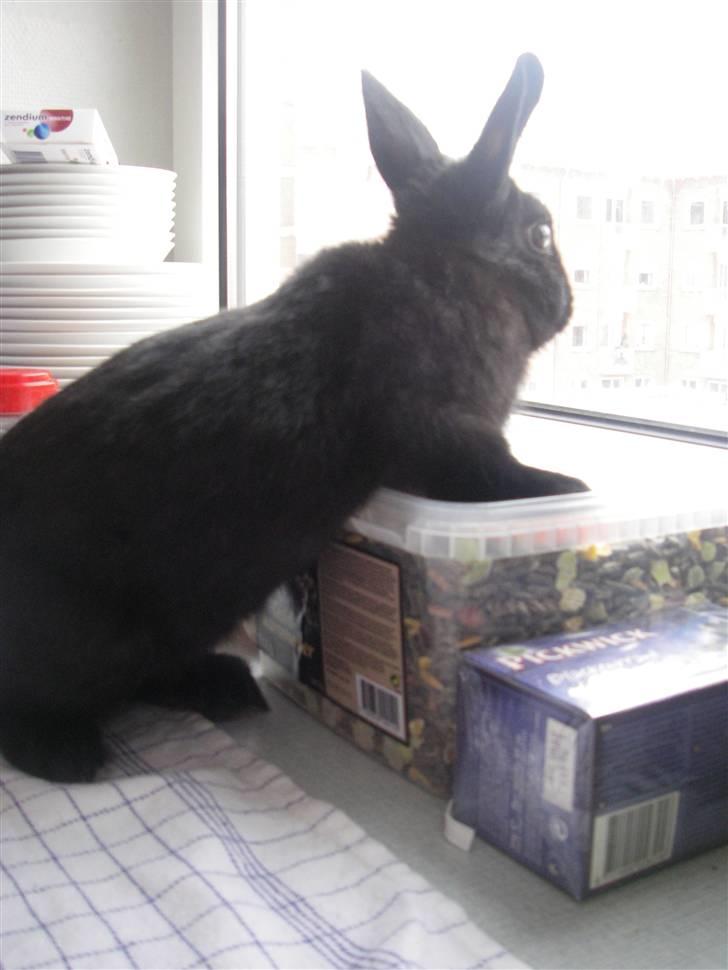 Kanin Tumle billede 6