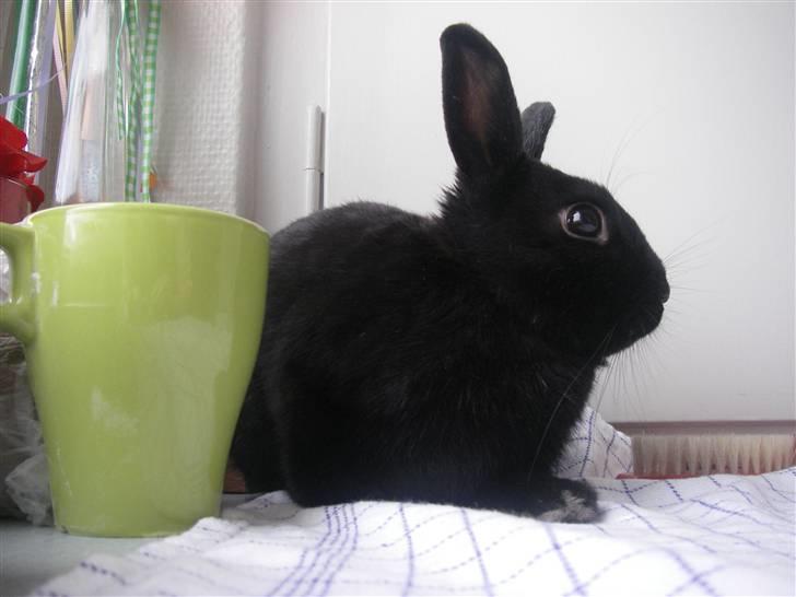 Kanin Tumle billede 7