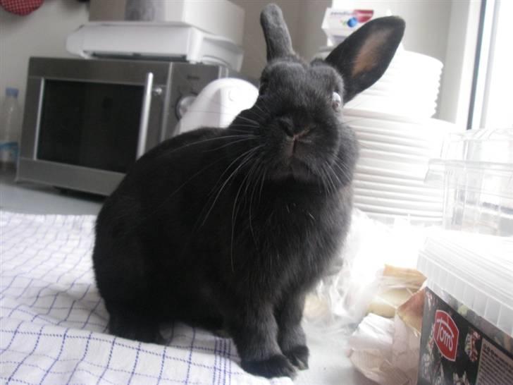 Kanin Tumle billede 8