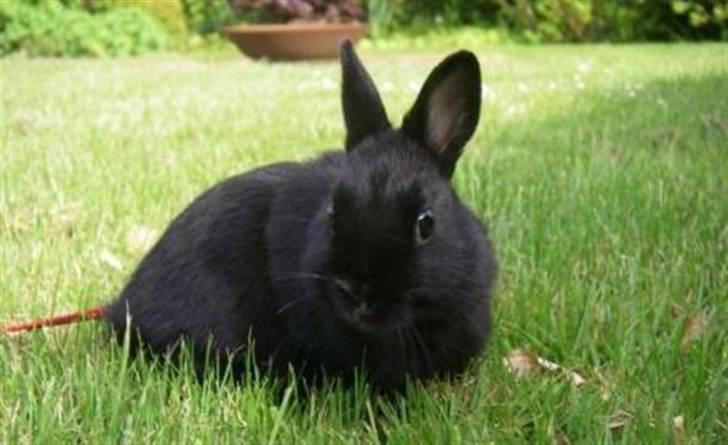 Kanin Maggie billede 1