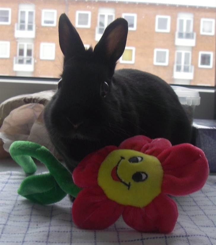 Kanin Maggie billede 2