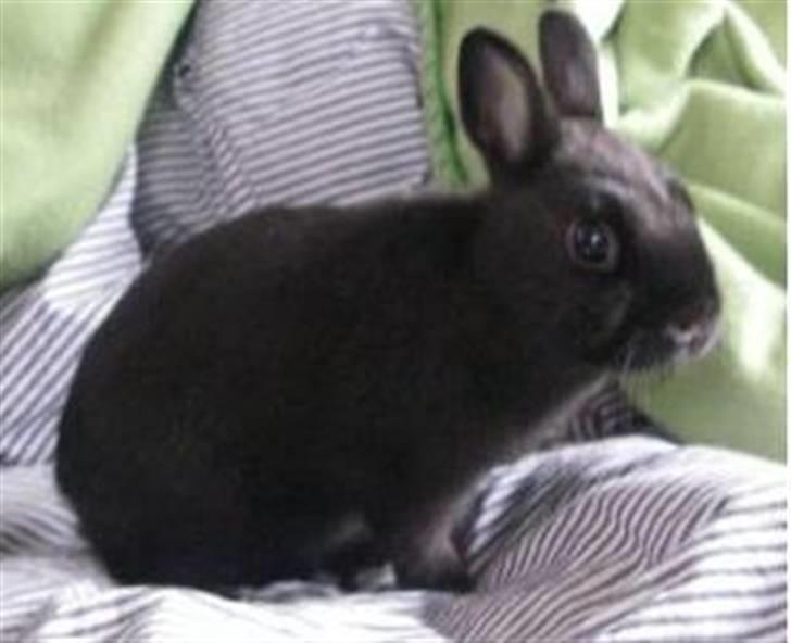 Kanin Maggie billede 3