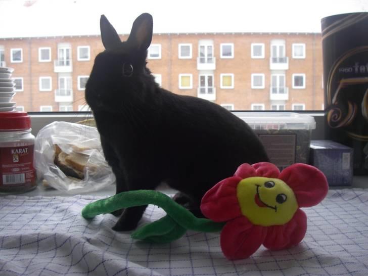 Kanin Maggie billede 4