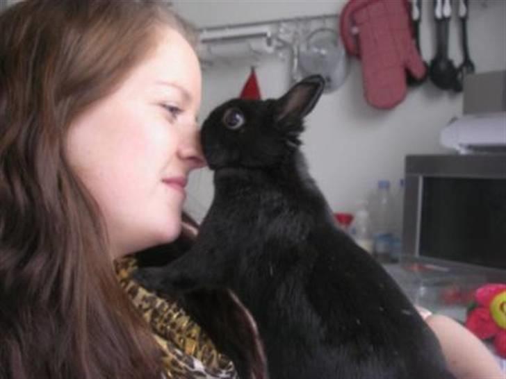 Kanin Maggie billede 5