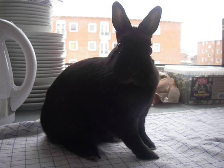 Kanin Maggie billede 6