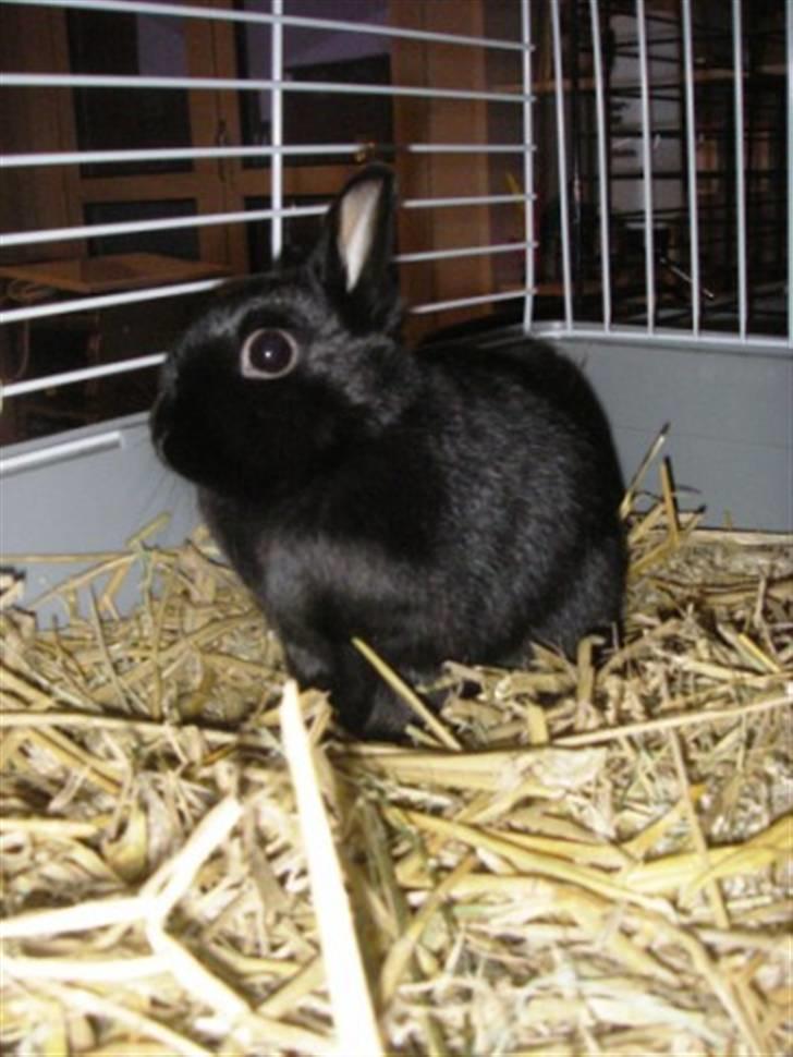 Kanin Maggie billede 7