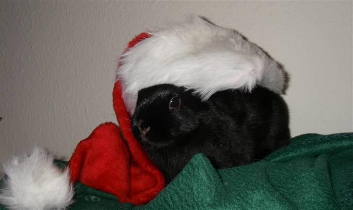 Kanin Maggie billede 8