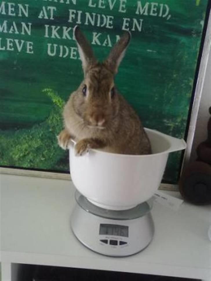 Kanin Kuzco's Marlina billede 1