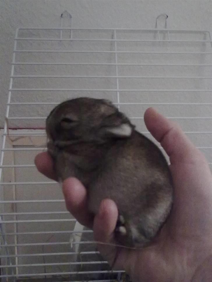 Kanin Kuzco's Marlina billede 2