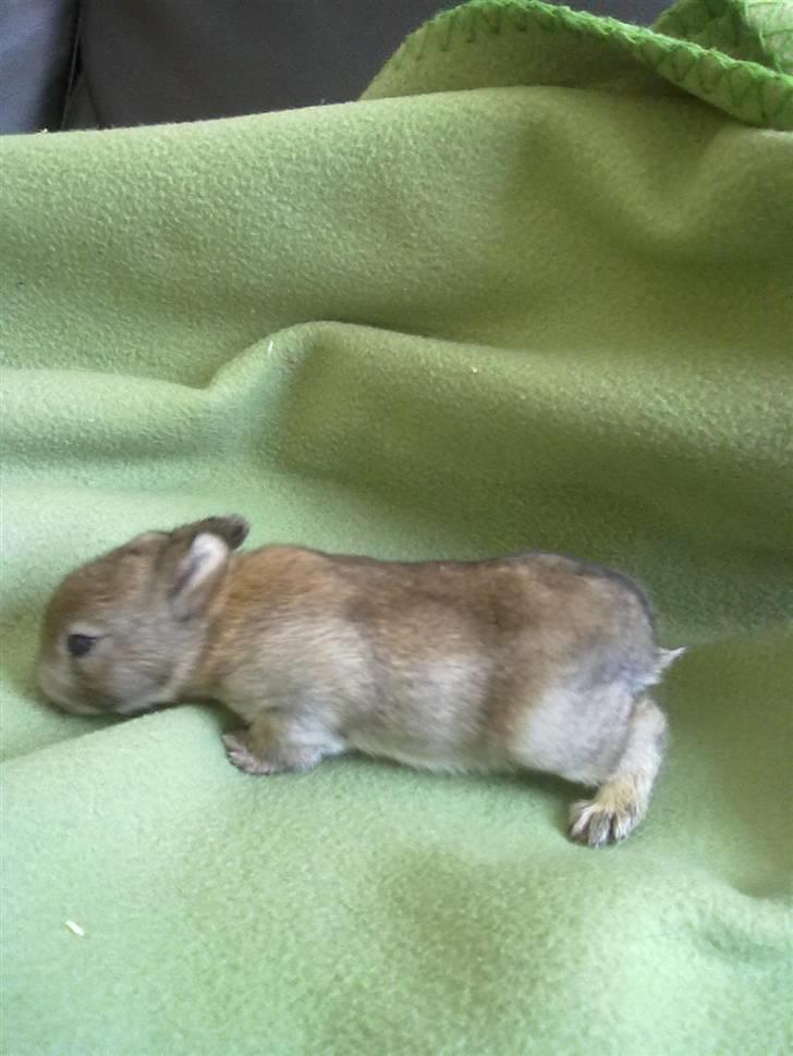 Kanin Kuzco's Marlina billede 3