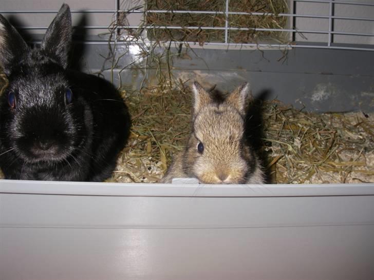 Kanin Kuzco's Marlina billede 4