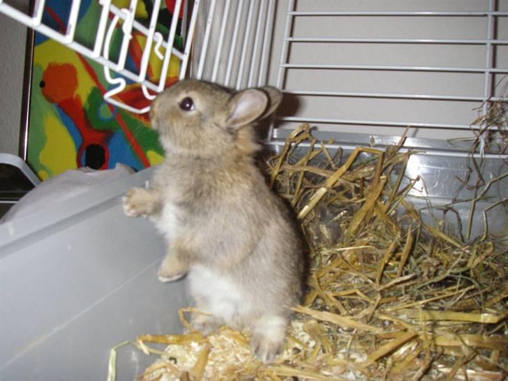 Kanin Kuzco's Marlina billede 5