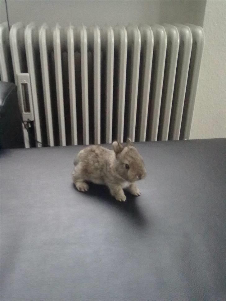 Kanin Kuzco's Marlina billede 6