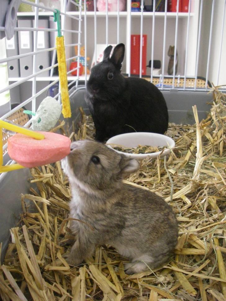 Kanin Kuzco's Marlina billede 7