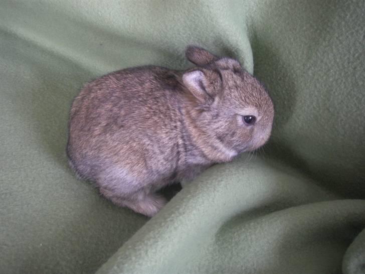 Kanin Kuzco's Marlina billede 8