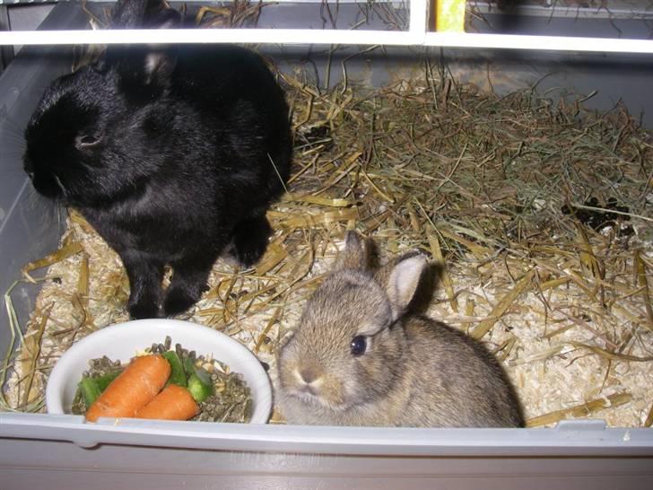 Kanin Kuzco's Marlina billede 9