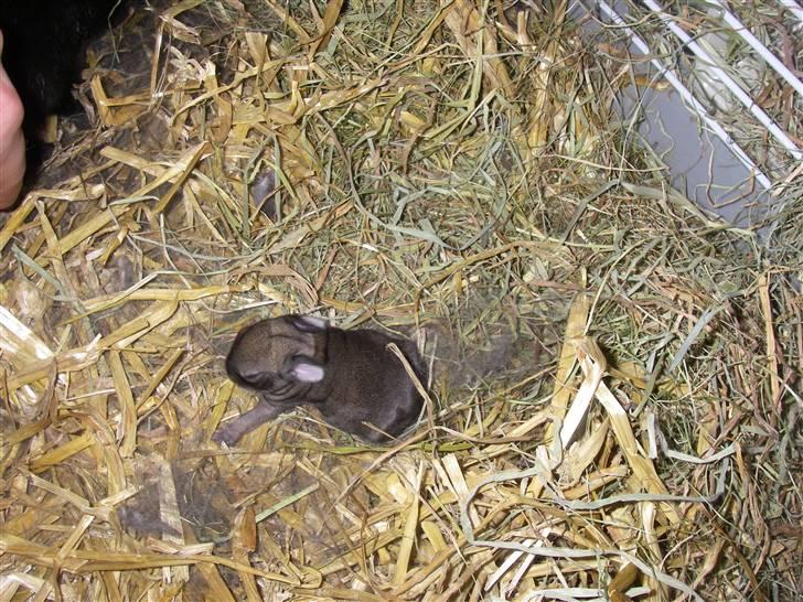 Kanin Kuzco's Marlina billede 10