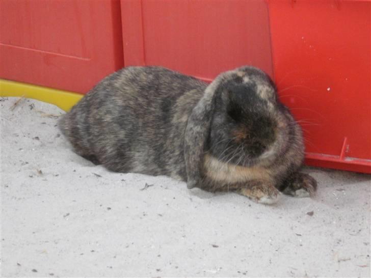 Kanin Ninus - 14) Ninus: Arhh dejligt.. <3 billede 14