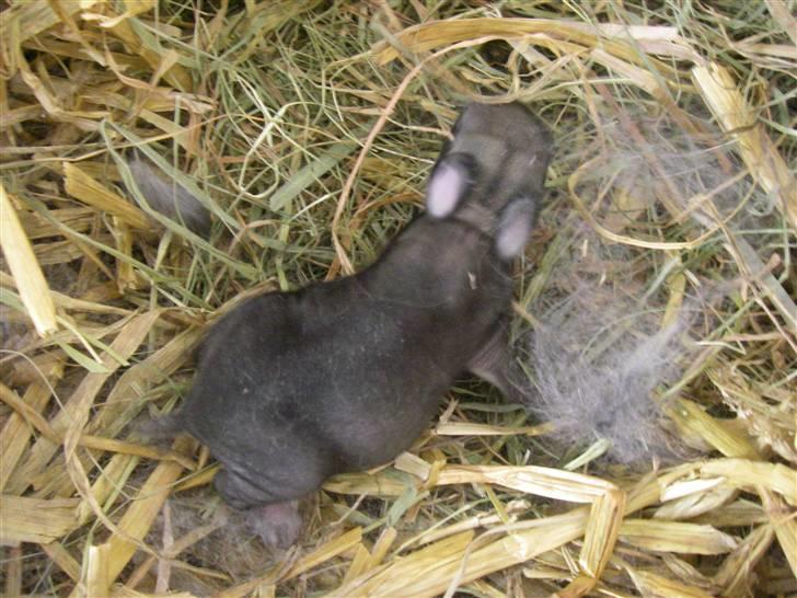 Kanin Kuzco's Marlina billede 11