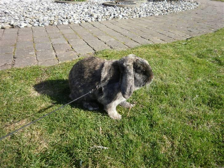 Kanin Ninus - 15)  Ude på græsset i det dejlige vejr. billede 15