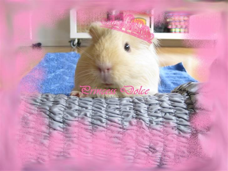 Marsvin Dolce - Heii...jeg hedder Dolce, og jeg ser helst mig sig som en prinsesse :D <3 billede 1