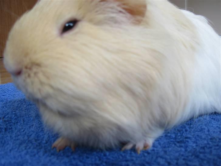 Marsvin Dolce - Amatør! Hvem tar billedet på 2!?!? billede 2