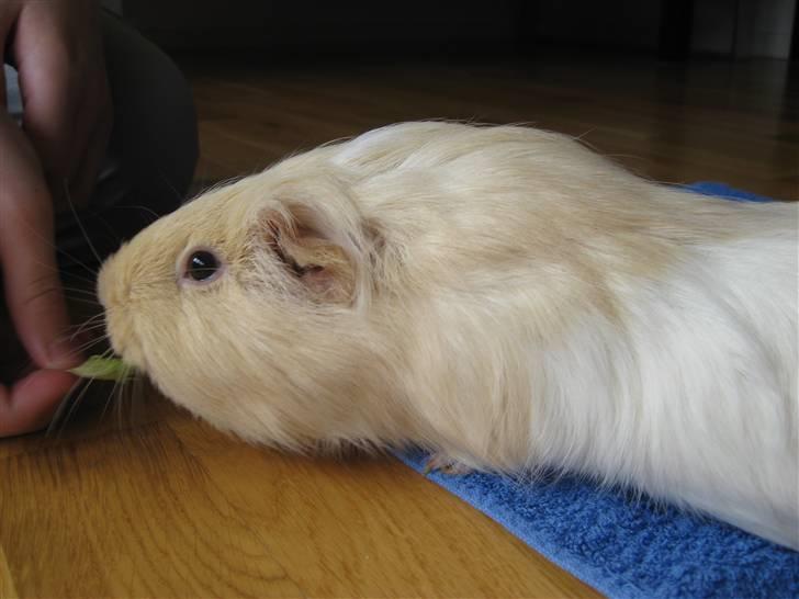 Marsvin Dolce - Uh uh...GI MIG!!! billede 3