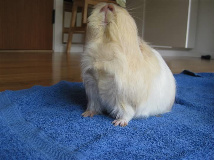 Marsvin Dolce - Jar Einstein, jeg kan jo ligesom ikk nå vel! billede 4