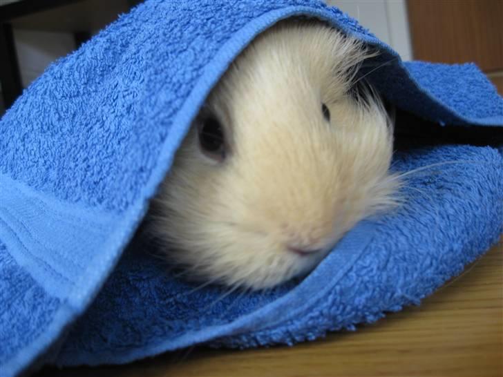 Marsvin Dolce - Tittebøh!! :D billede 5