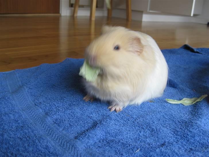 Marsvin Dolce - Jeg har liige stået på bagben billede 6