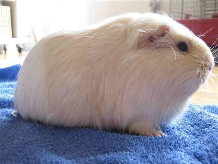 Marsvin Dolce - Og jeg ser godt ud!! B-P billede 7