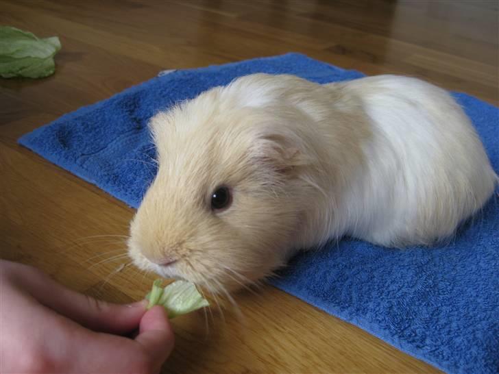 Marsvin Dolce - GI MIG!!!! billede 8