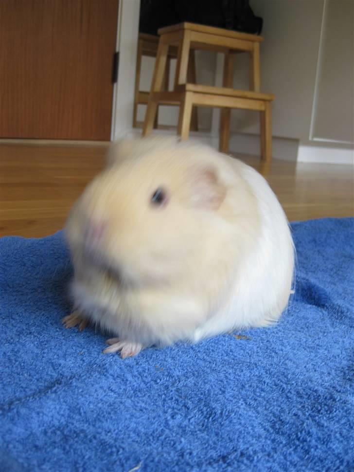 Marsvin Dolce - :D billede 9